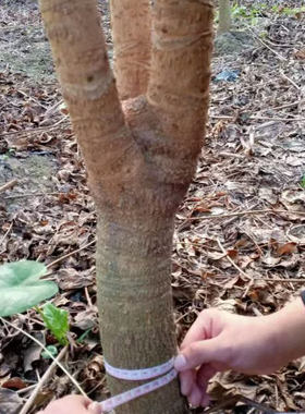 三杆幌伞枫幸福树鸭脚木步步高盆栽树桩树杆三叉室内绿植净化空气