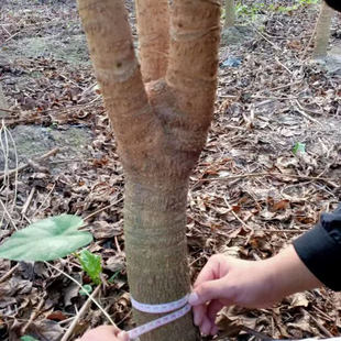 三杆幌伞枫幸福树鸭脚木步步高盆栽树桩树杆三叉室内绿植净化空气