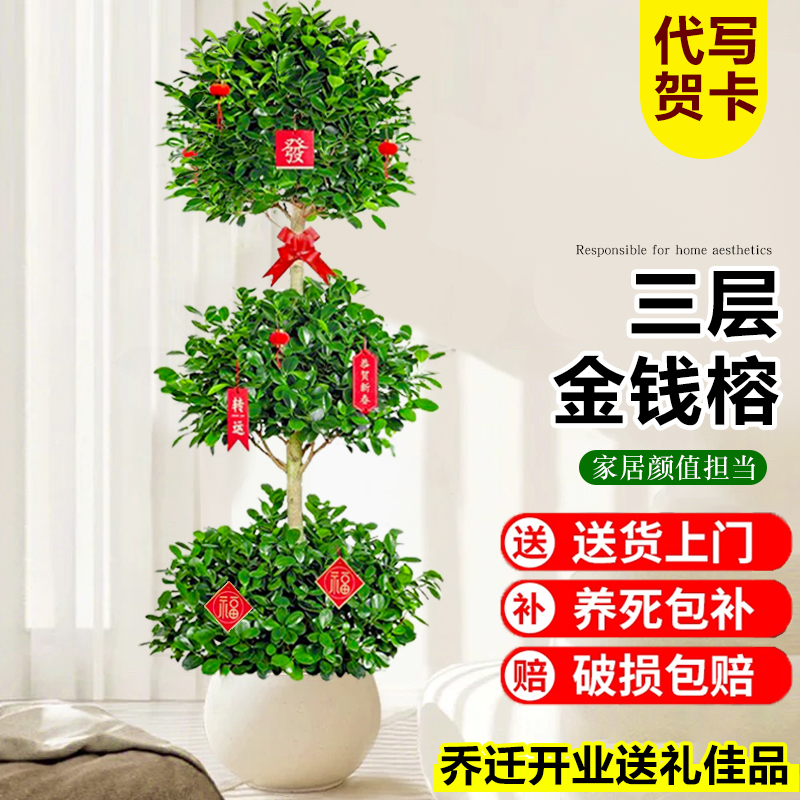 金钱榕客厅室内大型招财摇钱树盆栽办公室L绿植开业送礼发财树盆
