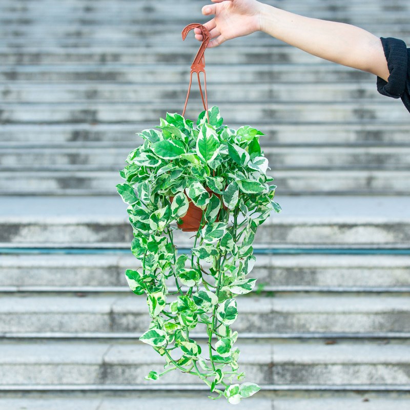 白金雪花葛吊兰盆栽室内客厅阳台垂吊攀爬植物爬藤V绿植花叶绿箩