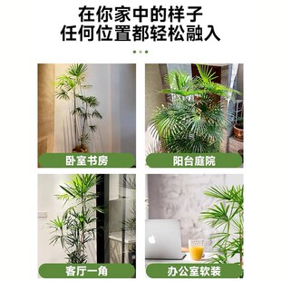 老桩棕竹室内客厅大型绿植金山棕办公室盆栽阳台庭V院耐寒植物竹