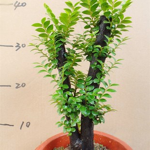 名贵小叶紫檀盆景植物p室内盆景树树桩盆栽四季常青办公室桌面绿