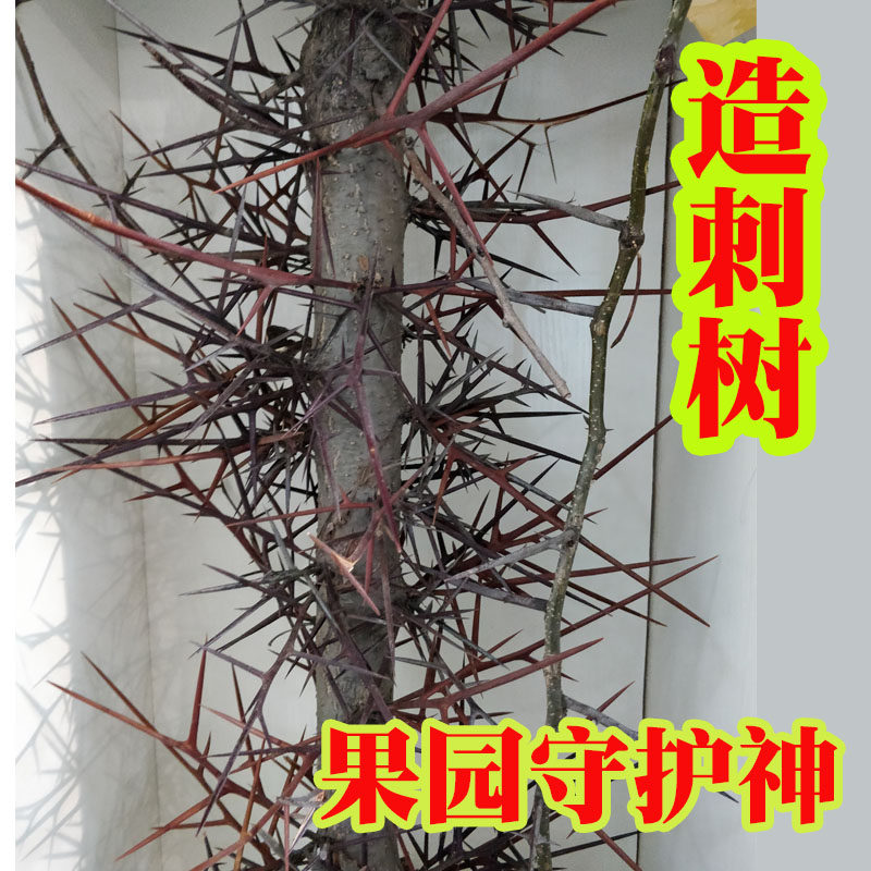 造刺种子造刺树苗带刺植物果园篱笆植物围墙防护墙防护栏防人动物 - 小编推荐 - WePost 全民代运 - 马来西亚中国淘宝代运与集运专家