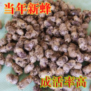 壁蜂授粉蜜蜂角额蜂苹果授粉蜂果树大棚蜂卵蜂蛹蜂茧 1000只 包邮