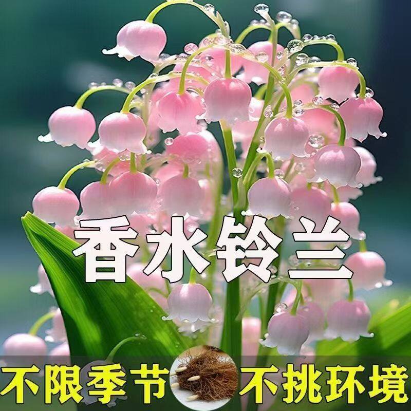 【浇水就能活】浓香型多头铃兰花苗带芽带根花卉盆栽耐寒耐热好养