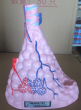 肺泡放大模型J3306 教学仪器
