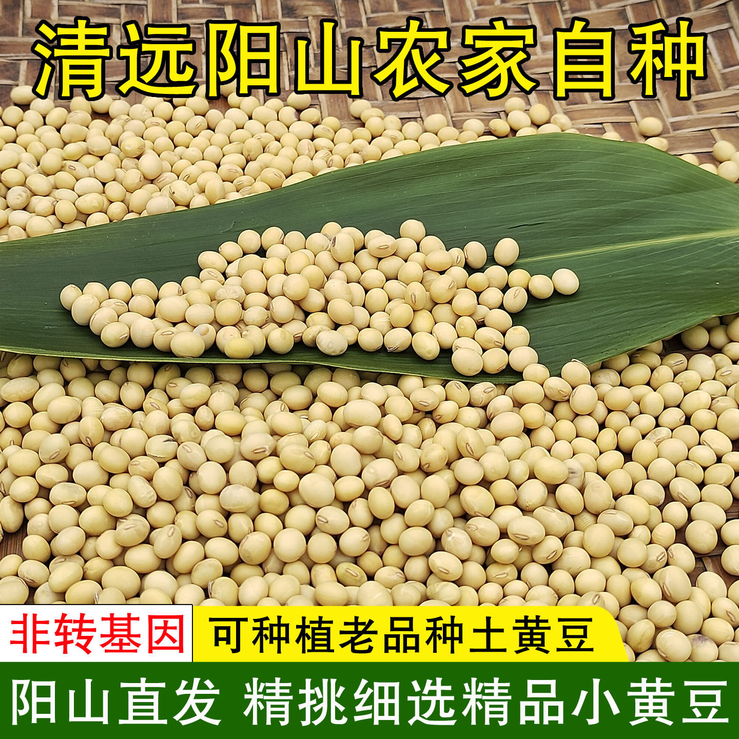 阳山老品种小黄豆2斤青皮黄豆