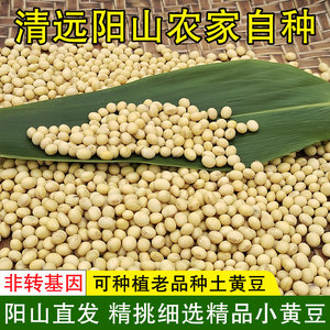 阳山老品种小黄豆2斤青皮黄豆