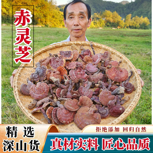 新货深山赤灵芝大别山正宗山货