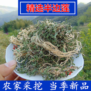 精选半边莲深山野外生长中草药半边花材新鲜半边连瓜仁草急解索