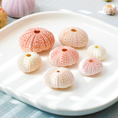 天然海胆壳标本海螺创意手工diy