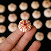 勋章海胆壳精品天然贝壳标本海螺收藏观赏创意手工diy北欧装 饰品