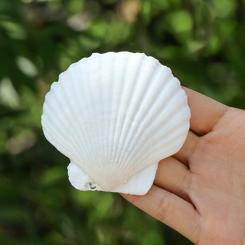 天然小大号白扇贝壳彩绘涂鸦烧烤绘画贴墙鱼缸亲子彩色幼儿园活动