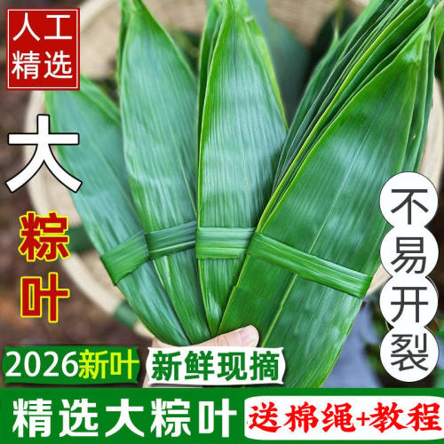 粽子叶新鲜粽子叶大号现摘包粽子专用的端午家用商用批发旗舰野生