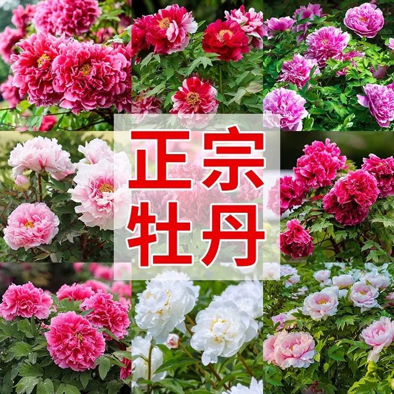神都洛阳黄河岸边大花牡丹花苗盆栽地栽带芽孢室内外庭院花卉耐寒
