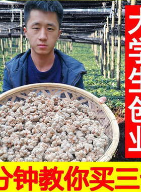 小范云南文山三七特级20头30头40头野生田七片中药材37粉正品500g