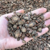 紫丹参正品 特级丹参茶中药材中药野生500g丹参切片可代磨粉