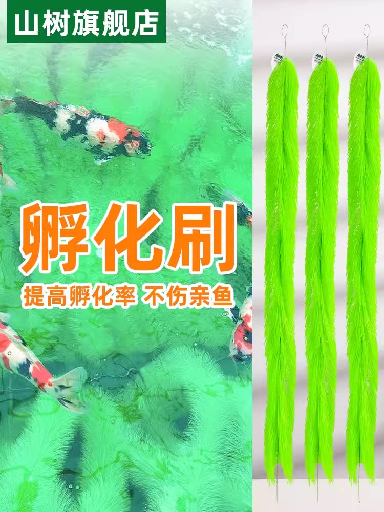 山树孵化草锦鲤金鱼蛙类产卵刷