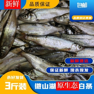 微山湖原生态小白鱼白条鱼川条鱼刁子鱼淡水鱼餐子翘嘴鱼现捞现杀