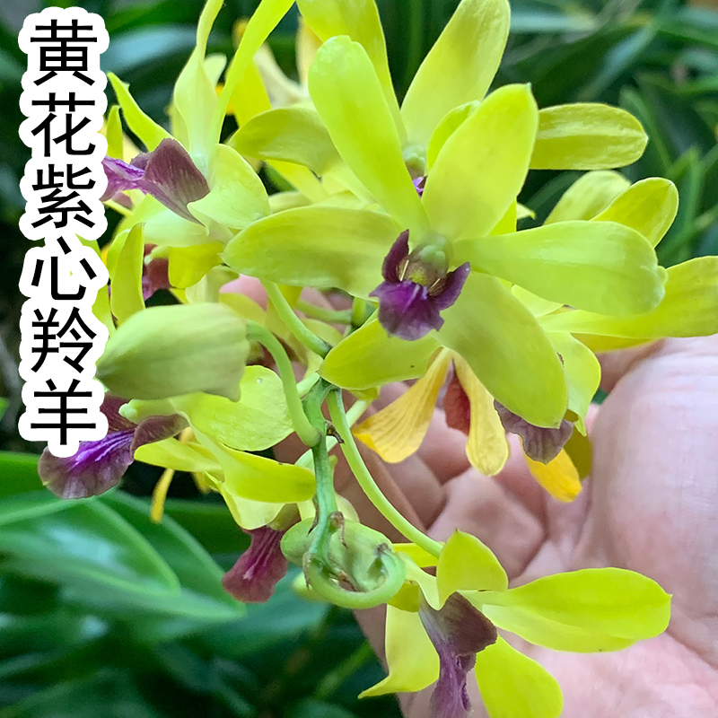 【黄花紫心羚羊】泰秋石斛兰花大花进口洋兰珍藏绿植花卉基地 鲜花速递/花卉仿真/绿植园艺 国兰/杂交兰/洋兰类 原图主图