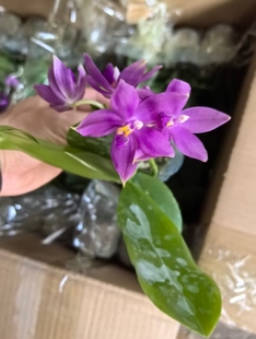 原生蝴蝶兰红色珍妮佛 趣味蝴蝶兰 续花性强