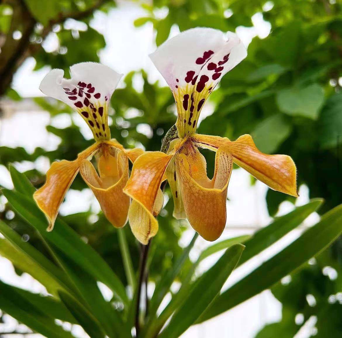 格力兜兰雨林缸生态缸造景花卉绿植盆栽小型兰花p.gratrixianum