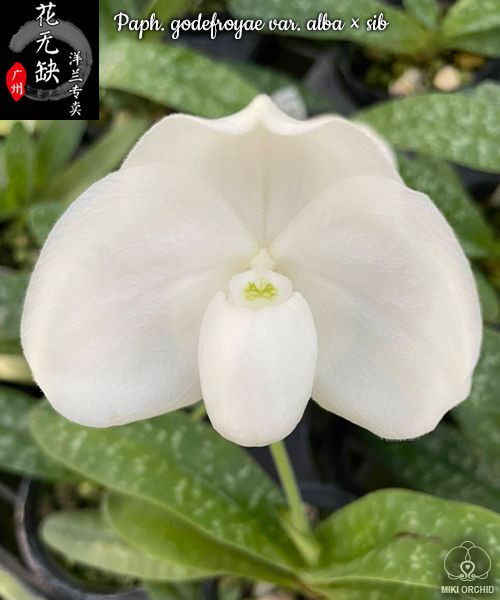 兰花洋兰拖鞋兰 法国白兜 素花杂交兜兰godefroyae var.alba×sib