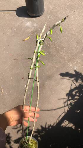 吊篮园艺用品各类颜色随机兰花