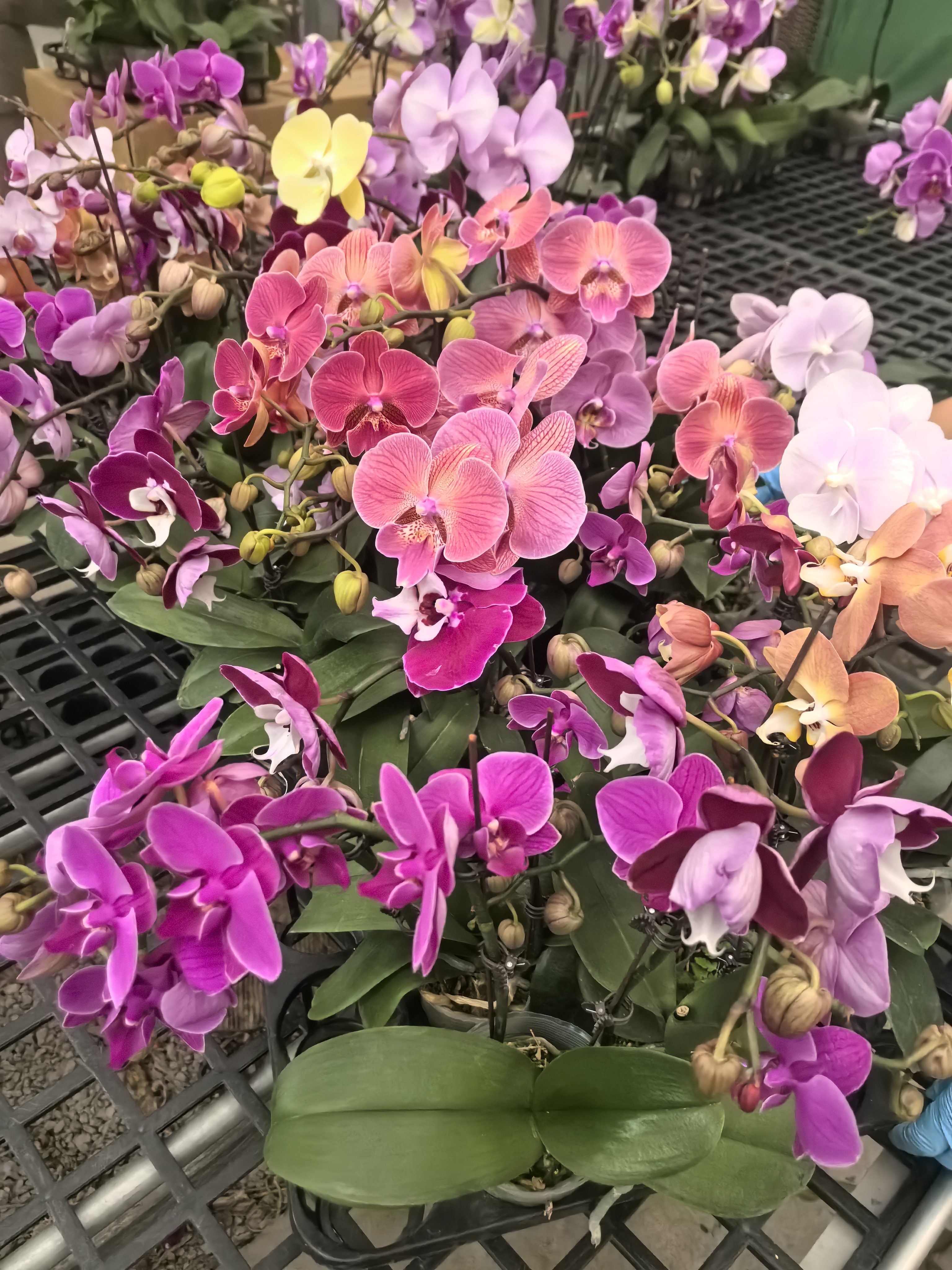 基地直销2.8寸蝴蝶兰带花 随机色 多买不重复