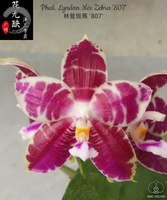 B13 Phal. Lyndon Mix Zebra '807' 林登斑馬 '807'