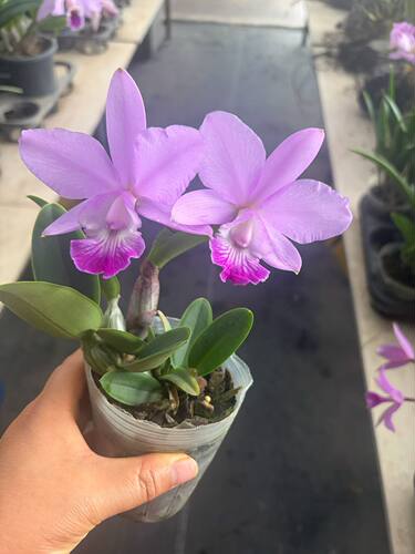 原种卡特兰 路姬 双色随机带花发货 清香   带花苞