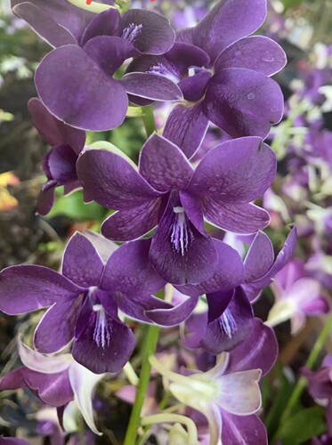 带香味，蜡质大花，稀有蓝紫色秋石斛兰~蓝天使~开花机器。无花苗