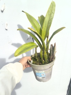 原种卡特兰 随机发货 都是大几百品种 三苗以上