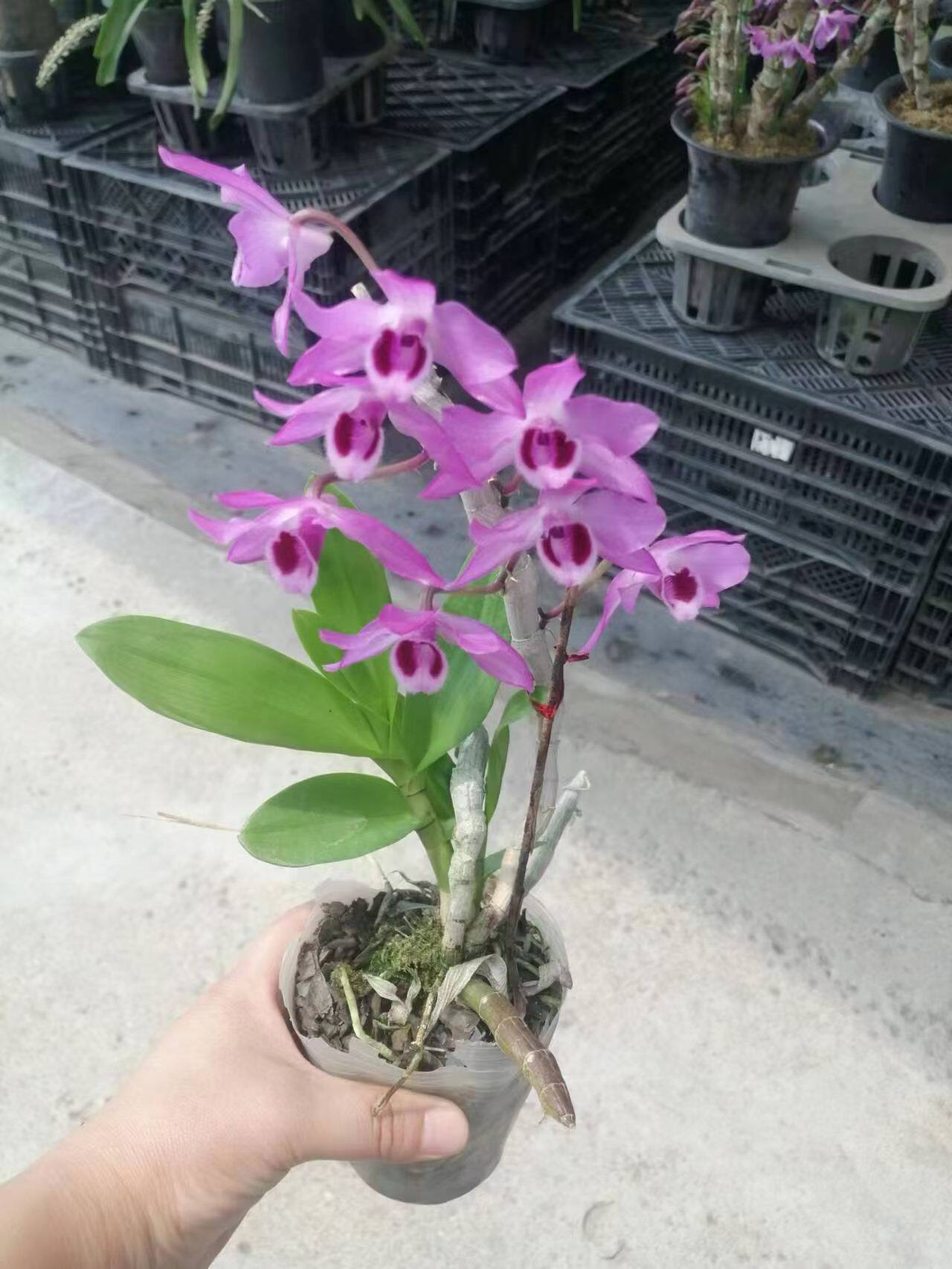 买一送一 麝香石斛浓香石斛杂交稀有品种 花色艳丽有香味带花2盆