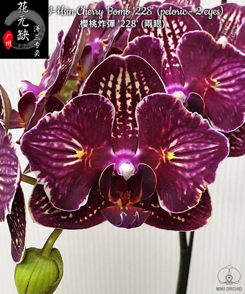 B21 Phal. I-Hsin Cherry Bomb'228'樱桃炸弹蝴蝶兰/两眼/