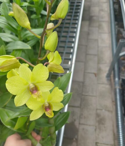 金公主秋石斛花卉植物室内花兰花盆栽 绿植好活无花