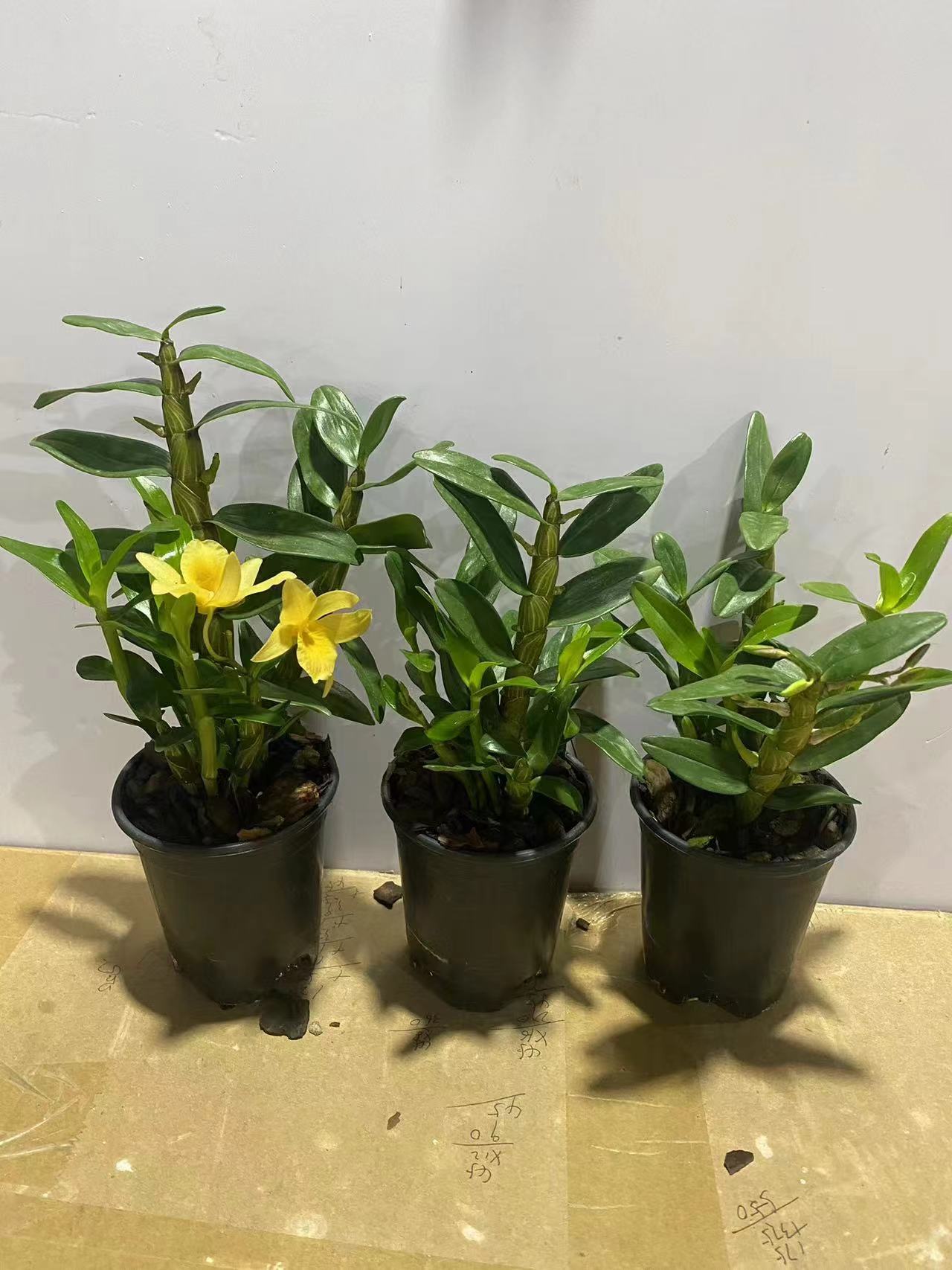 杂交草本花卉非常容易春石斛 糖果  开花清香 对版