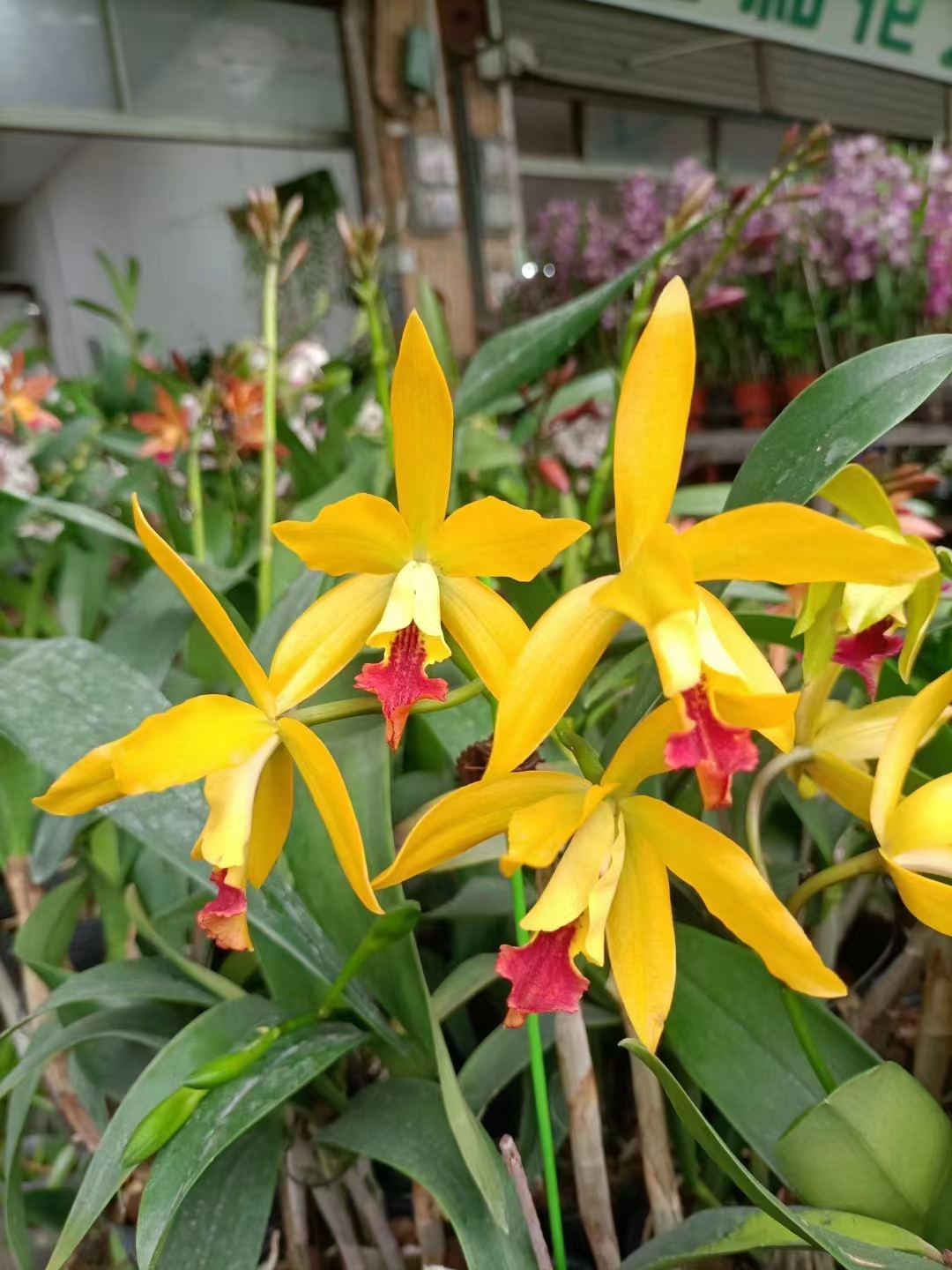 兰花-洋兰-卡特兰金秋 金蝶 对叶成苗 大颗