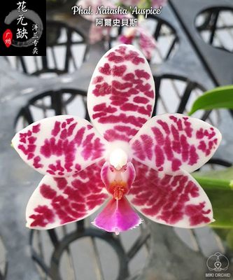 B16 Phal. Natasha 'Auspice' 阿尔史贝斯趣味蝴蝶 带香味 原生种