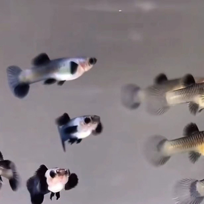 孔雀鱼活物熊猫黑蓝体凤尾观赏鱼