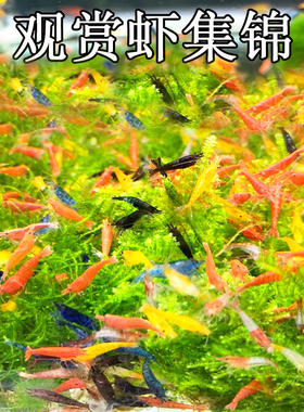 极火观赏虾活体水晶淡水清洁工具宠物米虾红蓝樱花除藻白玉琉璃虾