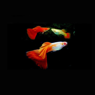 水族孔雀鱼活体大红袍凤尾鱼纯种大尾热带鱼观赏淡水孕母草缸包损