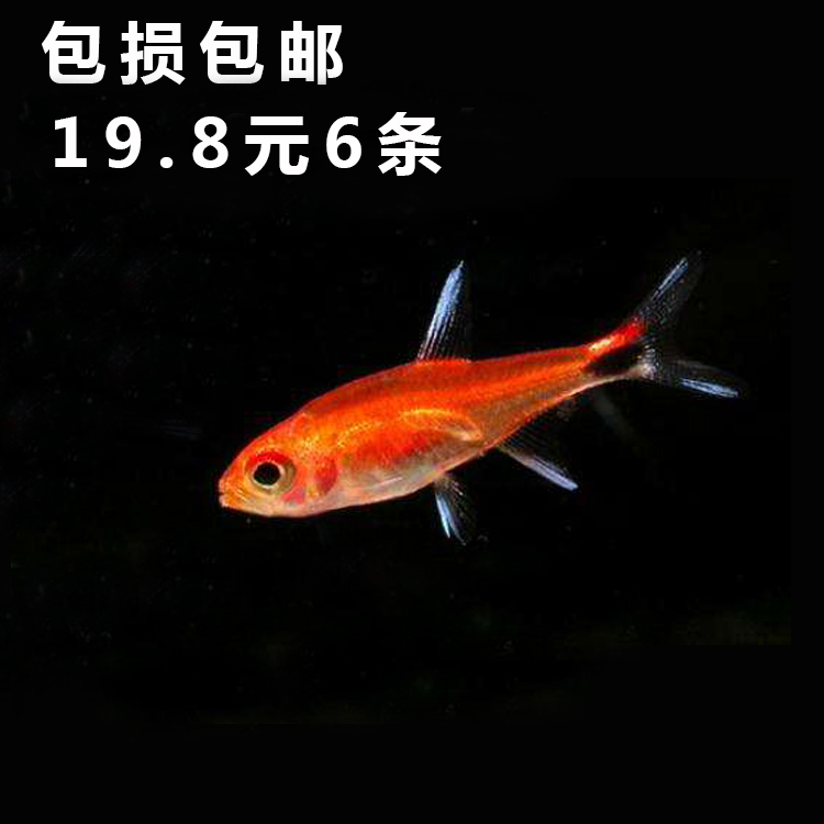 水族宠物灯鳉鱼活体明珠火焰热带淡水观赏鱼草缸群游新品路损包赔