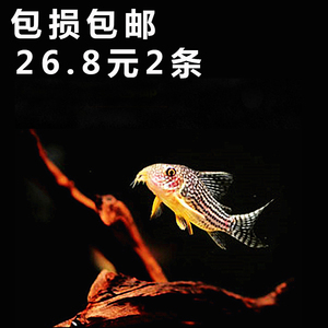 水族宠物珍珠鼠鱼活体观赏热带淡水鱼底栖清洁鱼缸底层鱼包损包邮