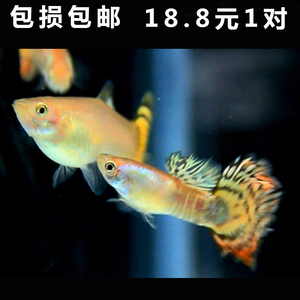 水族孔雀鱼活体黄老虎凤尾纯种鱼大尾热带观赏淡水金蛇皮孕母包邮