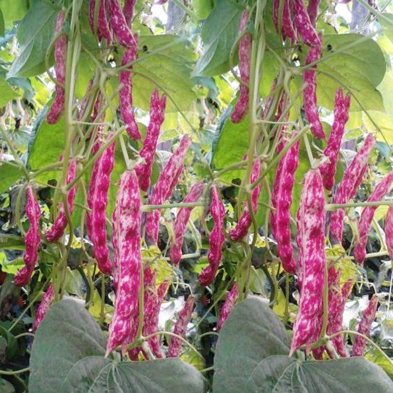 东北黄金勾红金钩豆角架豆王种子高产油豆角种籽沟扁豆春季蔬菜孑