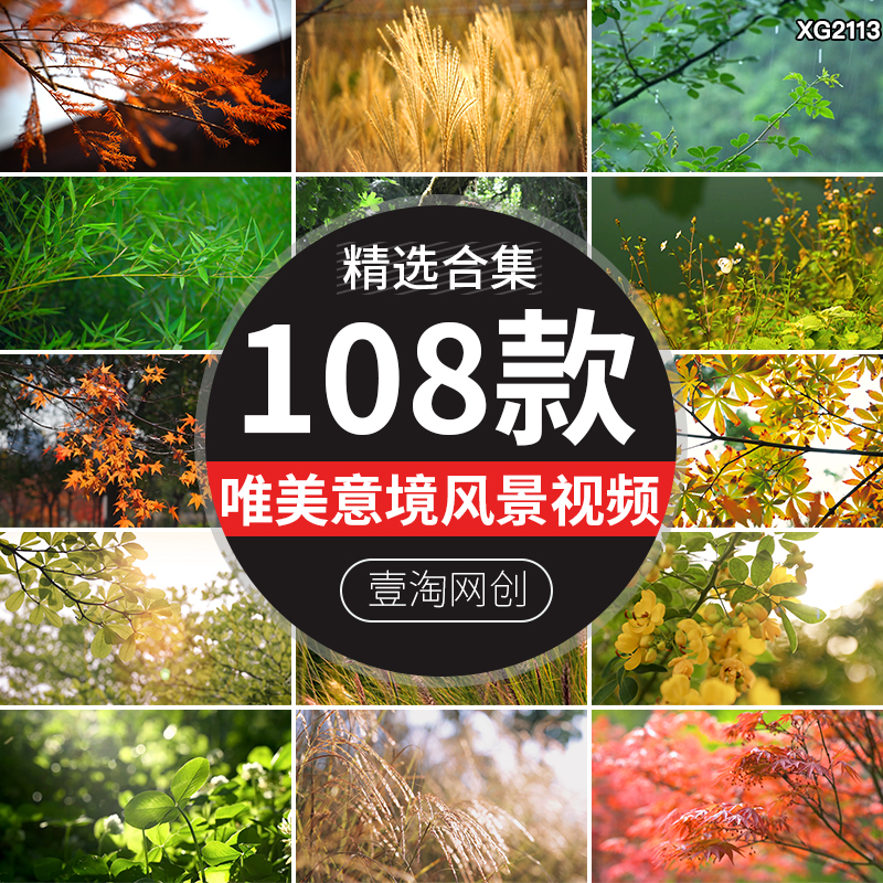 唯美意境寫意蘆葦自然風景空鏡樹葉陽光春天夏日清新高清視頻素材
