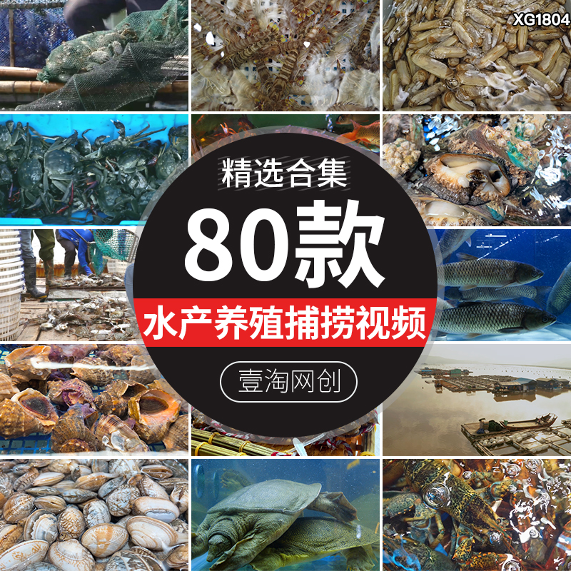 水产养殖场渔业螃蟹大闸蟹养鱼塘捕捞捕鱼虾龙虾鲍鱼海鲜视频素材