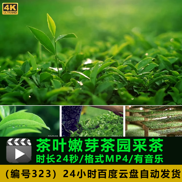 茶叶嫩芽茶园采茶绿茶绿色春茶红茶山文化宣传片高清实拍视频素材