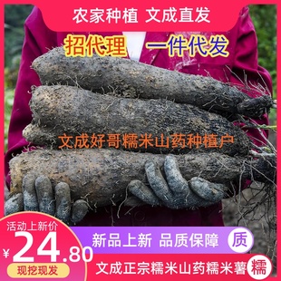 温州文成特产正宗糯米山药新鲜蔬菜淮山种植基地现挖现发品质保证